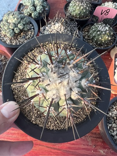 1pz copiapoa cinerea - copiapoa,