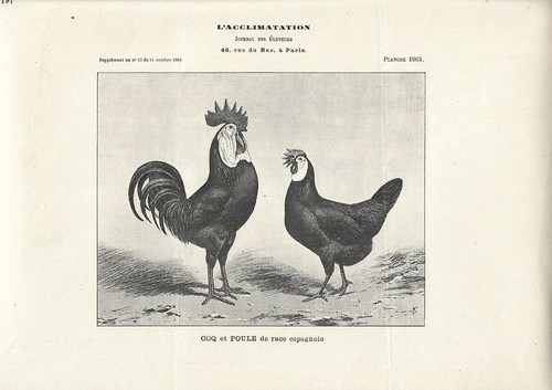 Stampa antica gallo - stampa,