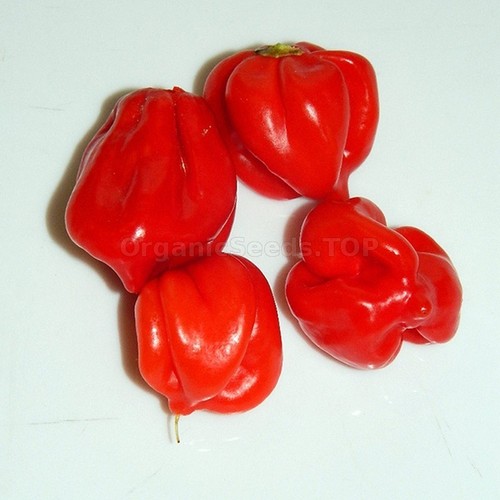 Habanero caribean red semi - red,, 20