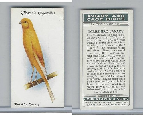 P72 giocatore aviary - giocatore,, &