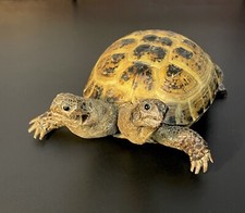 Taxidermy Skull, Cabinet De Curiosités: Testudo horsfieldii DUE TESTE!! (Falso)
