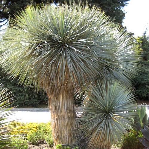 Yucca rostrata semi - -,