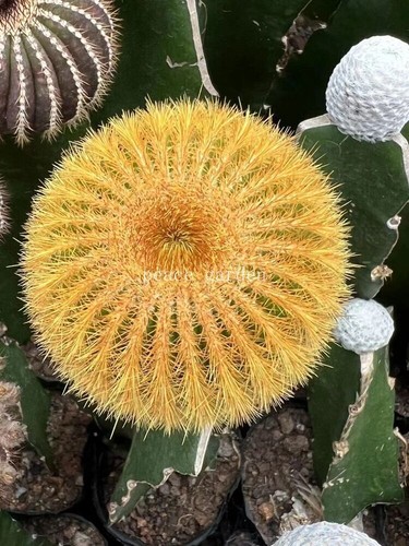 Rara pianta succulenta
