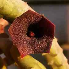 1 Stelo radicato Huernia PENDULA ,Fiore come in foto (dal web) POSTA1