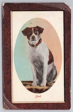 Jack Russell terrier