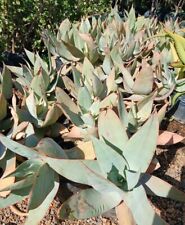 ?1 Vaso 9 Ø cm Pianta ALOE STRIATA Agave Rara Crescita Rapida ! ❤️? + Omaggio