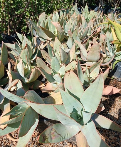 Vaso cm pianta aloe - cm,