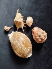 lotto conchiglie da collezione