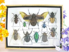 Pezzo unico - Veri insetti