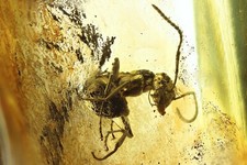 Formicidae Formica Flori