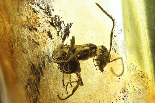 Formicidae formica flori - formica,
