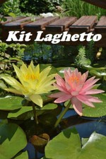 4 piante laghetto: 2 ninfee (ninfea JOEY TOMOCIK + COLORADO) + Iris + ossigenant