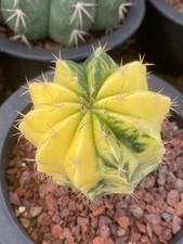 Melocactus piante succulente