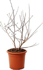 Magnolia Stellata - Magnolia