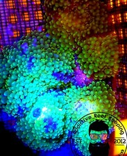 1 Neon Green Ricordea Mushroom