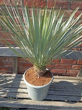 Yucca Rostrata n. T32