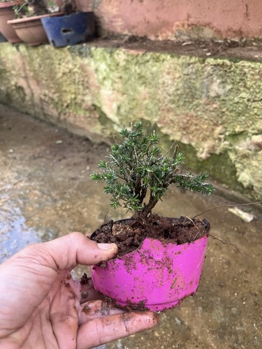 Bonsai timo mame macchia - bonsai,