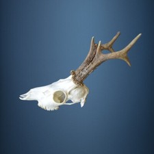 060CA Trofeo di capriolo 351g