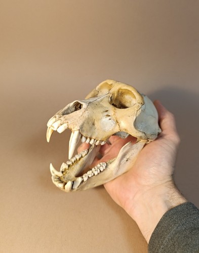Taxidermy cabinet de - cabinet,