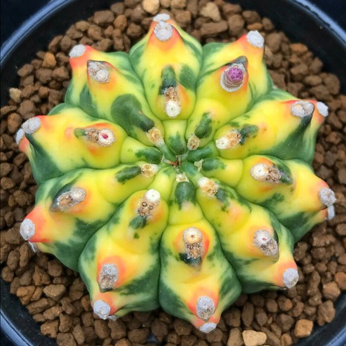 Piante cactus 5 cm - cactus, 4-5