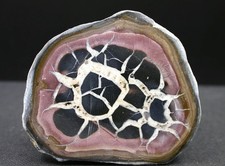 SEPTARIA - MAROC - 5,2 x 4,5 cm -  43 g