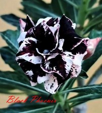 Adenium Obesum Desert Rose "