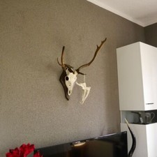 Daino Enorme Daino Dama Cervo