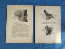 Lotto 2 Stampe Anatomiche