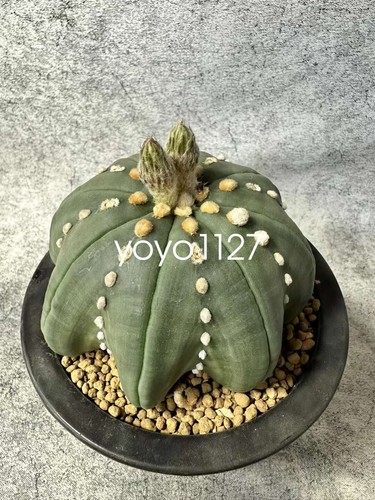 Astrophytum asterias cactus - , a