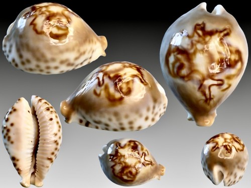 Cypraea fultoni amorimi - , f
