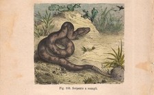Stampa SERPENTE A SONAGLI
