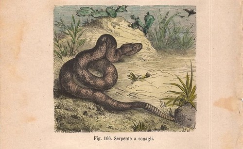 Stampa serpente sonagli - stampa, a