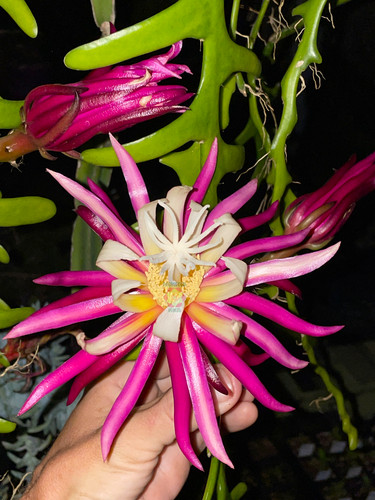 Ric rac cactus selenicereus - ric-rac,