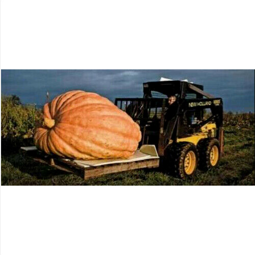 Zucca gigante atlantic - gigante,