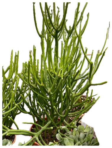 Euphorbia tirucalli albero - euphorbia, “albero