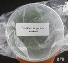 Flask hispaniella - hispaniella, (tolumnia)