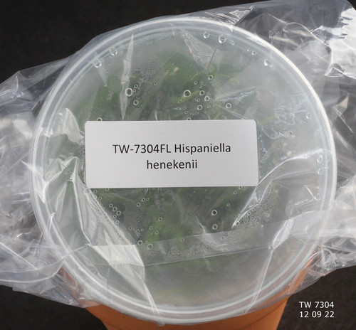 Flask hispaniella - flask,