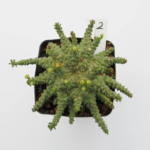 Pianta cactus succulenta 6 - pianta,