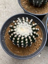 Discocactus horstii 4-5 cm raro cactus succulento piante da giardino coltivazione semi