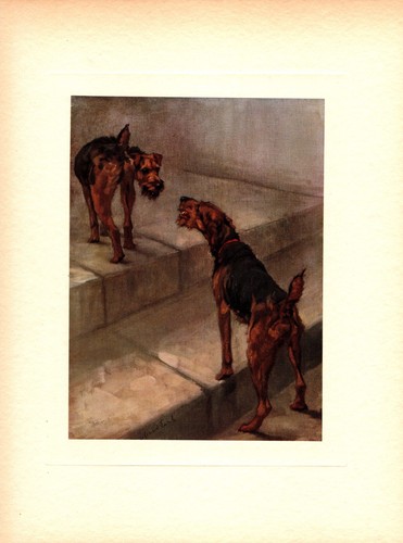 Antica stampa welsh terrier - welsh,