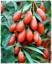 Pianta goji rosso lycium - pianta,