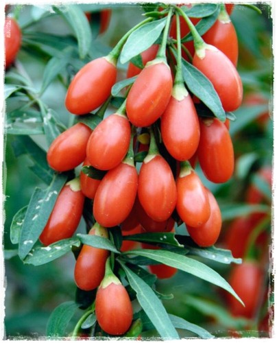 Pianta goji rosso lycium - pianta, 'lycium