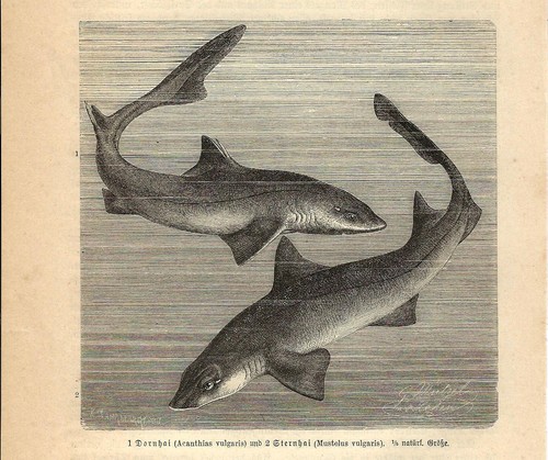 Stampa antica pesce squalo - antica,