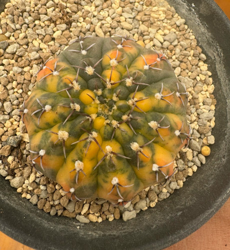 Gymnocalycium quehlianum