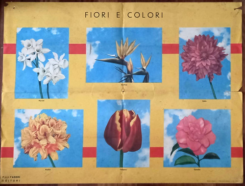 Fiori colori tavola all - fiori,