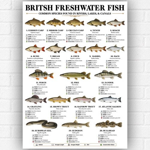Poster british freshwater fish - freshwater,
