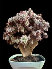 Aeonium sunburst crested - aeonium,