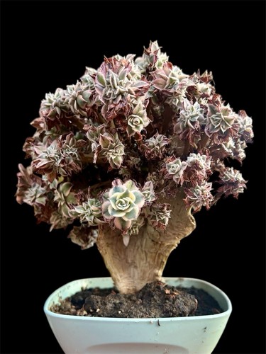Aeonium sunburst crested - sunburst,