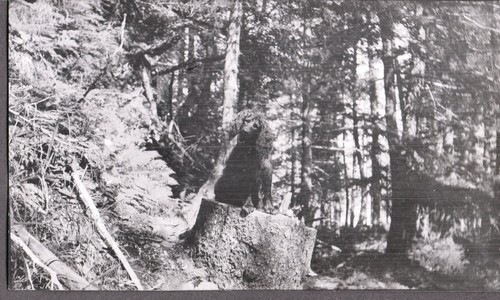 Photograph hunting bird - photograph,