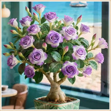 Rosa Del Deserto Bonsai per